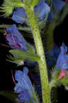 Common viper's bugloss